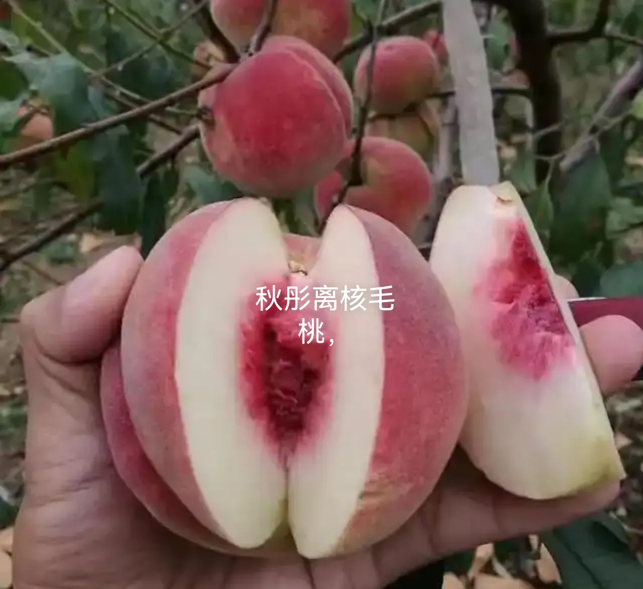 切开的离核毛桃